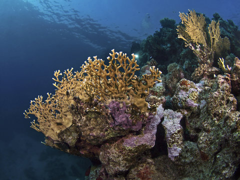 Fire corals (Millepora dichotoma)