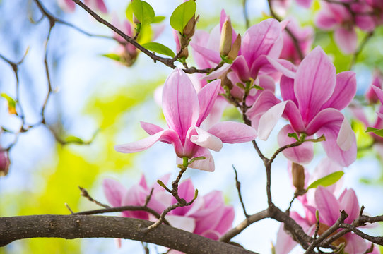 Fototapeta Magnolia flowers in the park