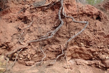 Roots of a tree