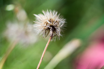Dandelion in the Garden