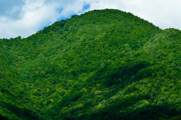 新緑の山と雲影