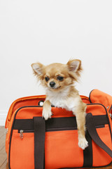 鞄に入るチワワ