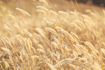 field of golden wheat