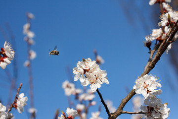 Bee on a flower of the white cherry blossoms