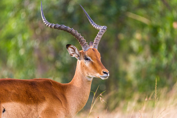 Portraitierte Impala Gazelle mit geschlossenden Augen