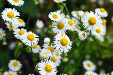 Fototapeta premium meadow with blooming daisy flowers