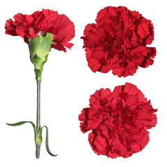 Red carnation on a white background 