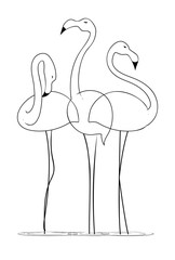 Three graceful flamingos on a white background