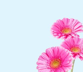 Gerber Daisy, isolated on blue background
