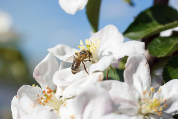 Fototapeta na wymiar Bee on a flower of the white cherry blossoms