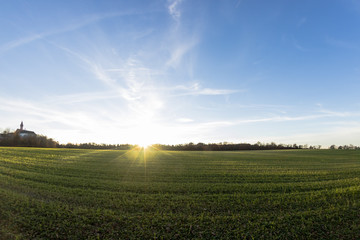 field of grass on sunset