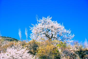 beautiful Landscape of Shispare peak in Autumn season. Northern Area of Pakistan
