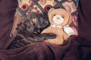 Little american staffordsire terrier puppy sleeping with its favorite toy 