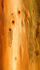 wood texture closeup