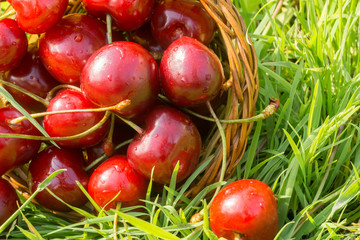 Red Cherry on Grass