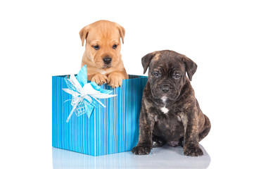 Two little puppies sitting in a gift box 