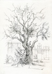Hand drawn  view old tree. Sevastopol, Crimea