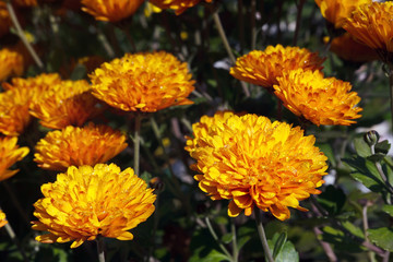 orange chrysanthemum flowers