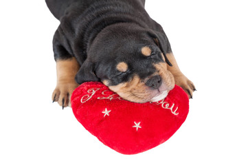 Little puppy sleeping on a heart shaped pillow