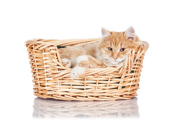 Fototapeta na wymiar Adorable red cat sleeping in the basket isolated on white