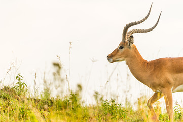 Ausschnitt einer Impala Gazelle