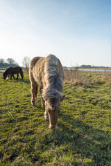 Fototapeta premium Eating Icelandic horse with blonde manes from close