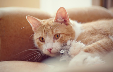 Fototapeta na wymiar Portrait of a red striped cat with a toy.