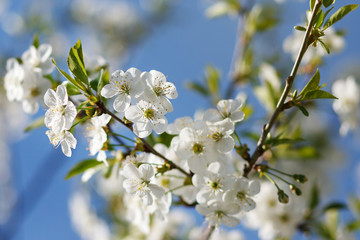 white flowers blooming on branch
