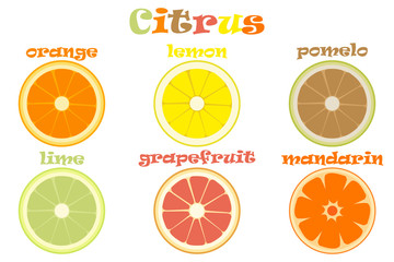 Set of different types of citrus fruits with names