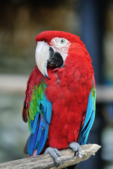 Obraz premium アカコンゴウインコ