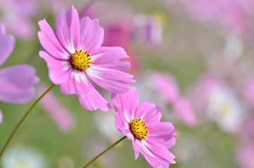 Obraz premium コスモスの花