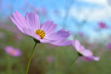 コスモスの花