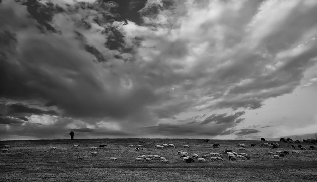 bw animal landscsape