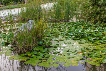 water lily pond
