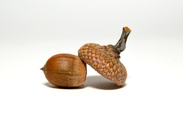 One  brown acorn  with hat on over white