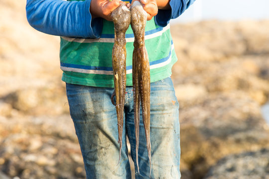 Junger Calamari Fischer