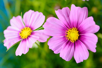 Obraz premium コスモスの花