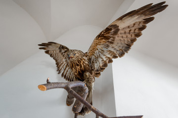 stuffed hawk beautiful bird on a branch indoors - obrazy, fototapety, plakaty