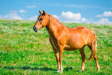 Naklejka na ściany i meble beautiful brown horse on a chain in the field