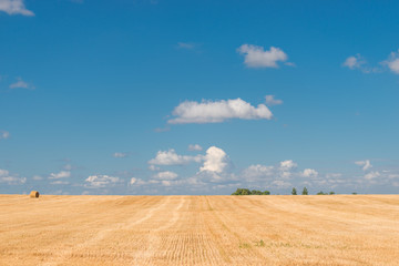 Fototapeta na wymiar Belarus harvested fields in a clear autumn day