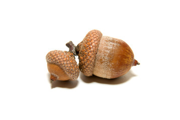 Two  brown acorns  with hats on over white
