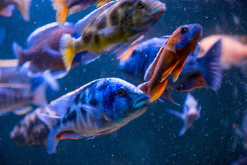 fish in an aquarium out of focus