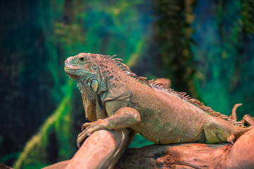 exotic lizard iguana on a branch close-up