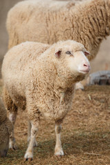 Obraz premium 羊のポートレート