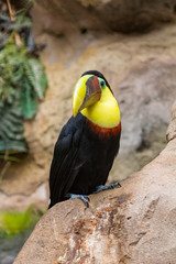 Tucan Toco (Ramphastos toco)