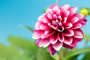 Fototapeta premium ダリアの花