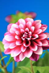 Fototapeta premium ダリアの花