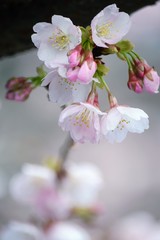 オオカンザクラのアップ