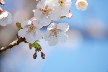 青空をバックにサクラ