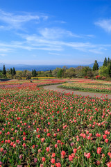 チューリップ畑